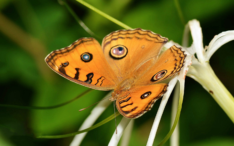 蝴蝶的特点是什么？