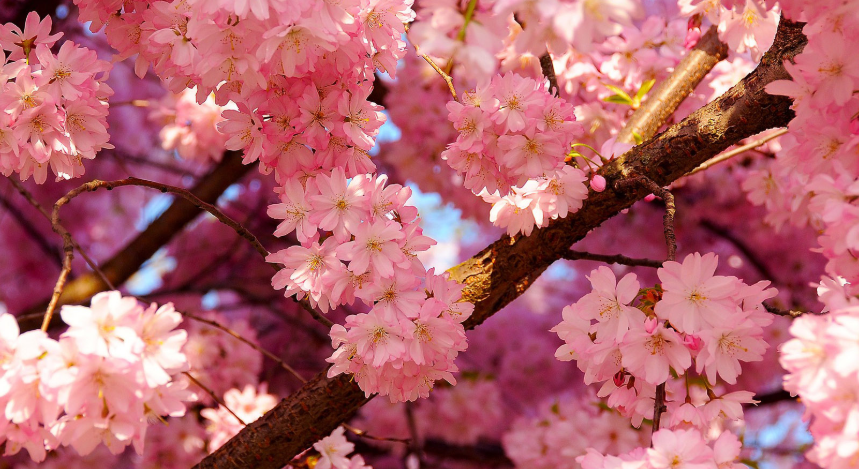 关于樱花最出名的诗句有哪些？