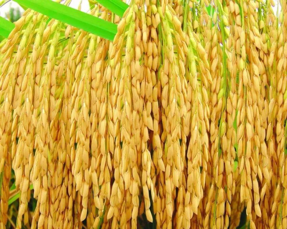 杂交水稻和普通水稻的区别是什么